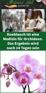 Garlic Is A Medicine For Orchids The Result Will Be After 14 Days Days Garlic Medicine Orchids Result In 2020 Orchideen Orchideen Garten Zimmerblumen