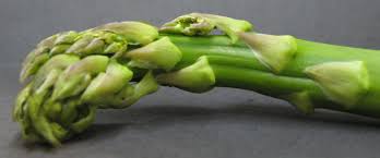 Image result for Asparagus nodulosus