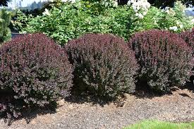 Image result for Thunbergia pynaertii