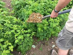 Next, spread two to three inches of mulch evenly from trunk to the dripline of the plant, keeping the mulch at least three inches away from the trunk or. Mulching How To Mulch Your Garden Types Of Mulch The Old Farmer S Almanac