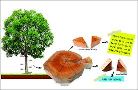 Image result for Acacia mearnsii