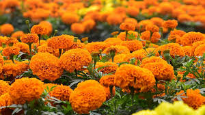 Send fresh flowers from local nashville florists today! Move Over Imports Bunch Of Friends Growing Native Marigolds For Festival In Indian State The Tennessee Tribune