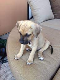 This Is A Black Mouth Cur But It Looks Almost Exactly Like My Puppy Dimples She S A Mountain Cur Black Mouth Cur Dog Black Mouth Cur Puppies Black Mouth Cur