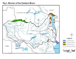 Image result for Trichilia quadrivalvis