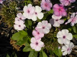 I've used that term three or four times. Summer Blooming Perennials For The Southeast Texas Gulf Coast