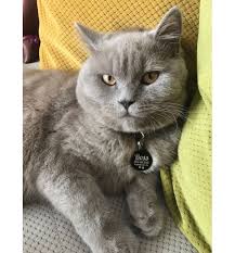 Yuvarlak Kedi Kunyesi Tasmali