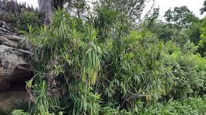 Image result for Cordyline stricta