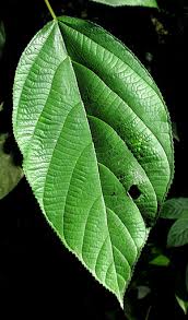 Image result for leaf margin entire
