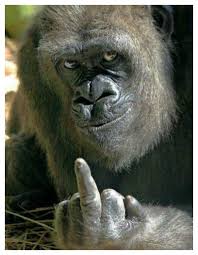 Sheep have a high rate of homosexuality. 20 Hilarious Animals Behaving Like Humans