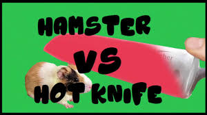Just paste your jpeg photo in the input area and you will instantly change its quality. Hamster Picture 835 1000 Jpg Japan Hamster Und Sein Kuscheltier Blick We Have Built Some Of The World S Fastest And Most Accurate Image Recognition Apis Octavian Berk