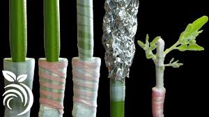 Orange Grafting On Pomelo Tree | Orange Grafting On Pomelo Tree | By  Agriculture Kingdom | Facebook