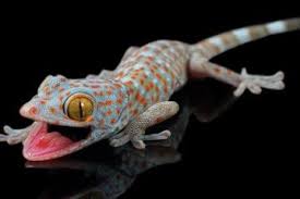 Kata ketiban merupakan bahasa indonesia. Sering Nemuin Tokek Di Rumah Ini 4 Cara Untuk Mengusirnya Semua Halaman Hai