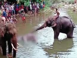 Jun 20, 2012 · elephants are highly sociable mammals with a high level of intelligence similar to that of great apes and dolphins. Elephant Died In Kerala 2020 Won T Spare Pregnant Elephant S Killers Kerala Cm Pinarayi Vijayan Kozhikode News Times Of India