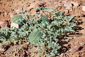 Image result for Cucumis myriocarpus