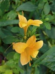 Image result for Barleria randii
