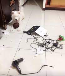 飼い主所蔵のエロDVDを破壊し尽くしたホワイトな犬 | the WOOF イヌメディア