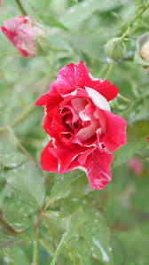 Saint Sebastien Sur Loire Maschloro Petales De Roses Petale De Rose Saint Sebastien Sur Loire Petales