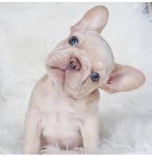 That's why we created a list of puppies for sale under $1,000! Mini French Bulldog For Sale Top Breeders Best Prices