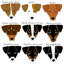 Black And Tan Jack Russell Puppies For Sale Scotland Black Tan Jack Russell Pups Cleverneuro