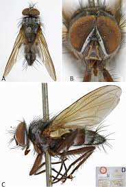 Image result for Terminalia trichopoda