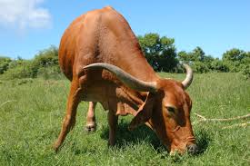 Postweaning growth, sexual development, libido, and carcass data were collected from two consecutive calf crops using 31 brahman x angus (b x a), 41 senepol x angus (s x a), and 38 tuli x angus (t x a) f1 bulls. Afrikaner Cattle Wikipedia
