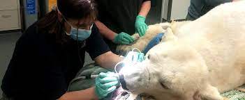 From working in concessions to becoming staff veterinarian, learn how dr. Azvt Association Of Zoo Veterinary Technicians I Want To Be A Zoo Tech