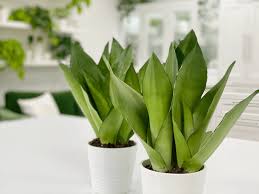 Nature hills is america's largest online plant nursery. Snake Plant Sansevieria Moonshine Care Difficulty Easy Amiesue Com