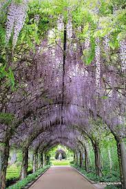 Alowyn Gardens Garden Wedding Locations Wisteria Wedding Romantic Garden
