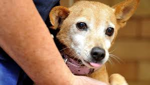 Whereas, it will just cost between $70 and $400 if done at the vets. High Kill Rates Of Lost Dogs Are The Rule Not The Exception Says Local Animal Shelter Bendigo Advertiser Bendigo Vic