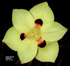 Image result for Zygotritonia