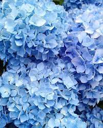 Stop And Smell The Hydrangeas Dhcblue Via Cornishbluebelle Blueflowers Light Blue Flowers Blue Aesthetic Pastel Blue Aesthetic