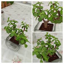 Image result for Grona afra