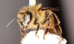 This beautiful city is also known for its natural harbors, widespread beaches and advanced technology. Catch The Buzz Long Term Exposure To Common Pesticide Damages Honey Bee S Ability To Fly Bee Culture