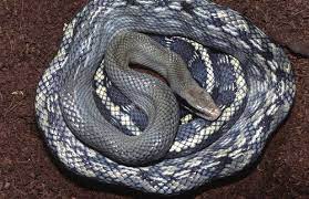 Image Result For Vietnamese Blue Beauty Rat Snake Snake Cute Snake