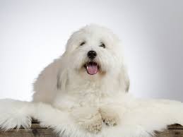 He may be strong, but he's famously gentle, making him an excellent companion for children. 13 Most Popular White Dog Breeds Fluffy Small Large And More Perfect Dog Breeds