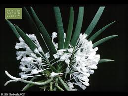 Image result for Podangis dactyloceras