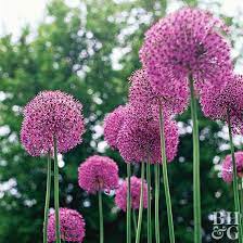 16 Of The Prettiest Allium Varieties To Plant In Your Garden Plants Flowers Bulb Flowers