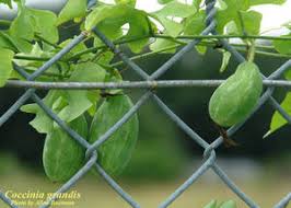 Image result for Coccinia