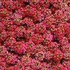 Pin On Annual Flowers