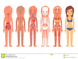 Medical Woman Body Anatomy Vector Illustration Skeleton