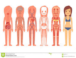 medical woman body anatomy vector illustration skeleton