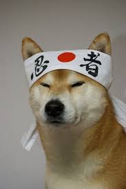 It is, however, an erc20 token, which means it functions on the ethereum network, unlike doge. Site Is Undergoing Maintenance Shiba Puppy Shiba Inu Dog Shiba Inu