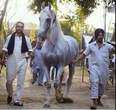 The Great khali Sired by...