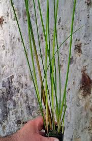 Image result for Hemarthria natans