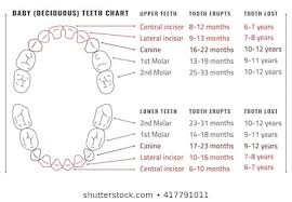Baby Teeth Eruption Stock Illustrations Images Vectors