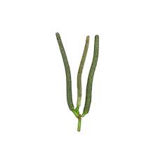 Image result for Piper umbellatum