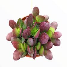 Image result for Cola clavata