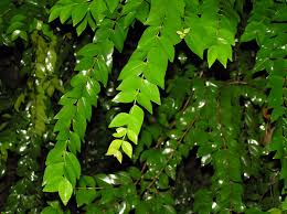 Image result for Memecylon sp. D