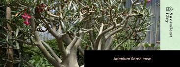 Image result for Adenium multiflorum