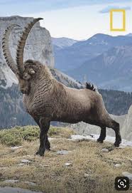 The Horned God Of The Forest Represents Male Virility And Prowess Majestic Animals Ibex Ibex Goat
